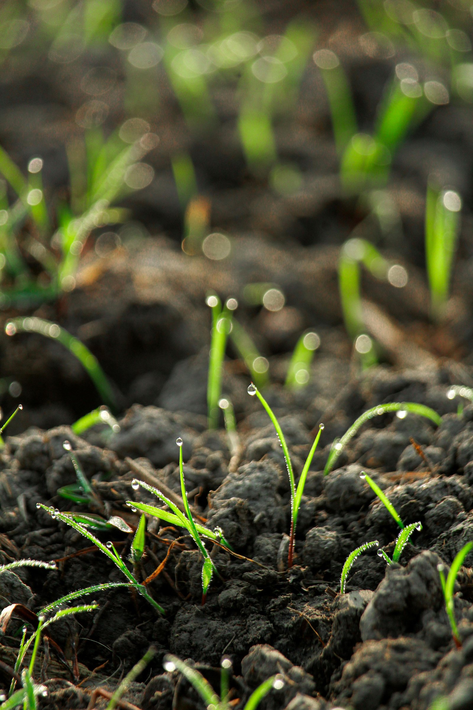 Grass Seeding