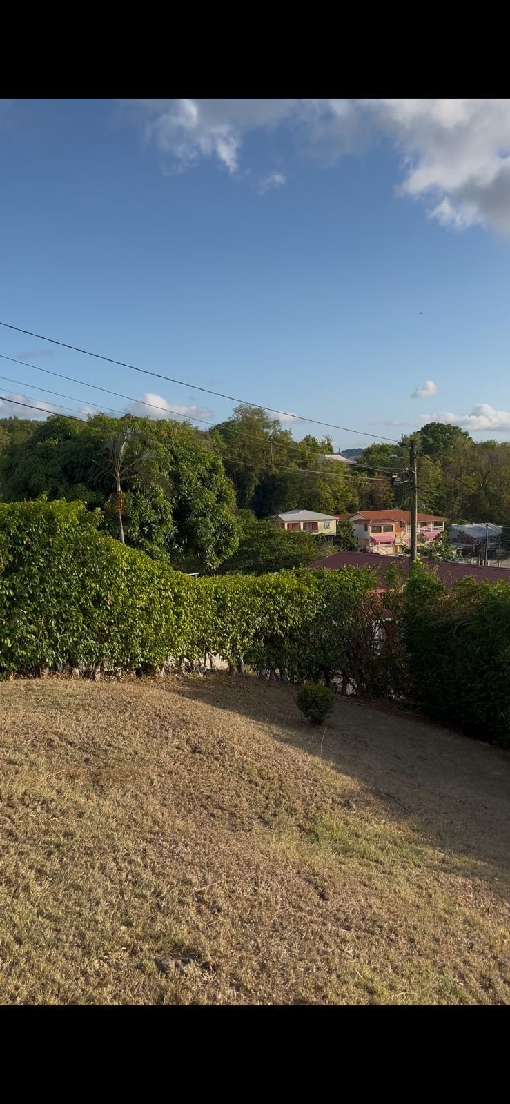 Hedge Trimming