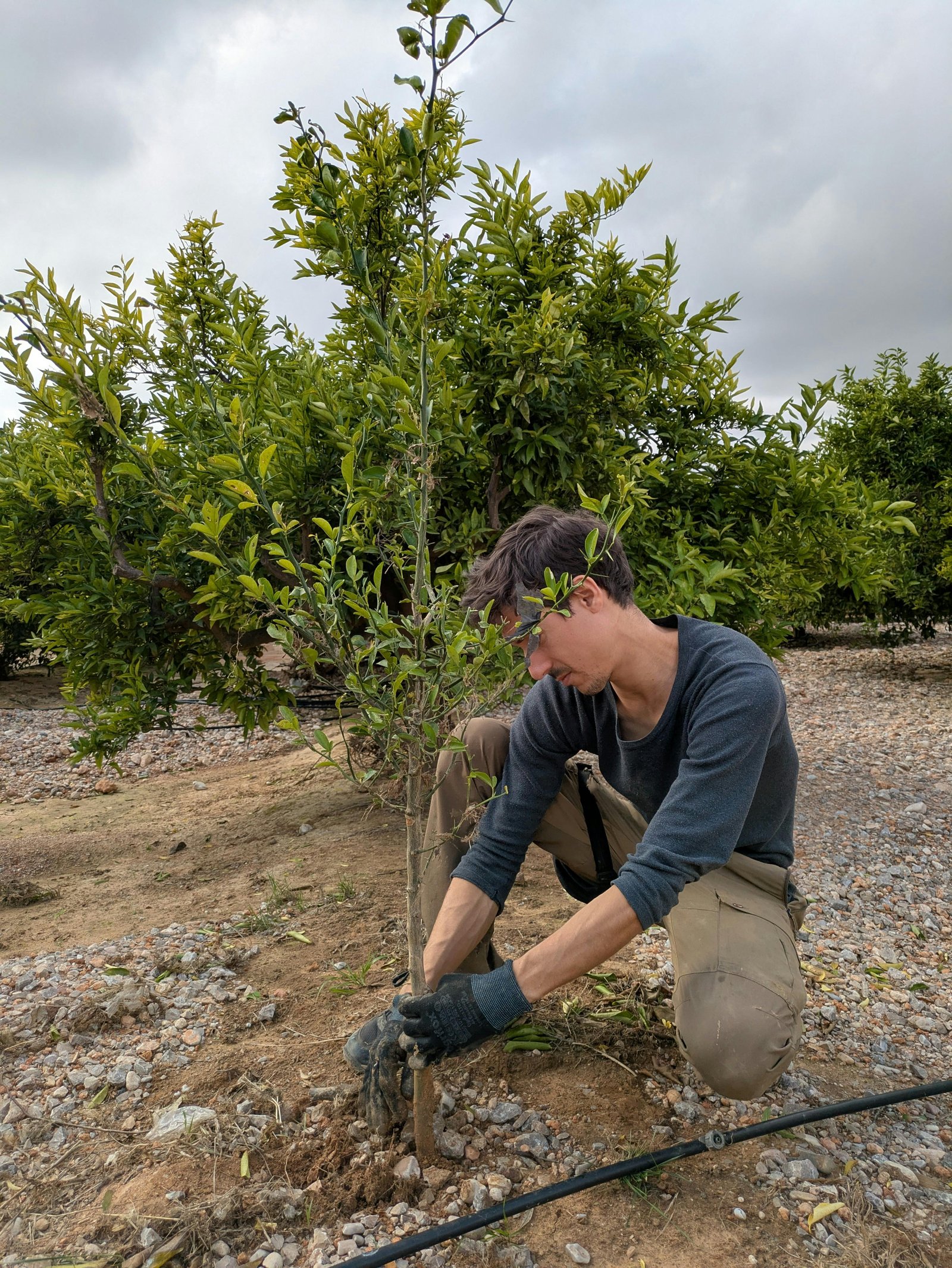 Tree Planting