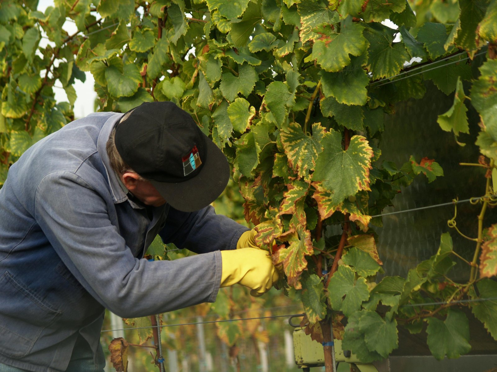 Vine Removal